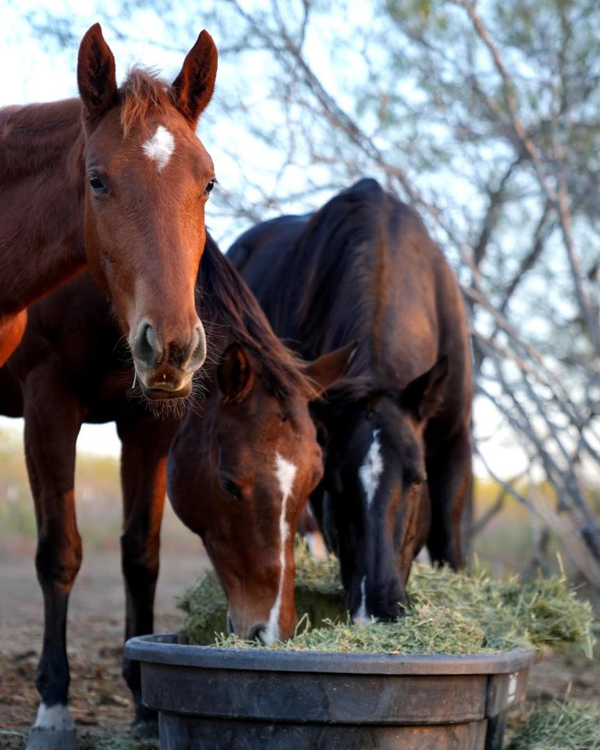 Grace - rescued horse